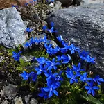 Arve Apartment Sankt Leonhard im Pitztal